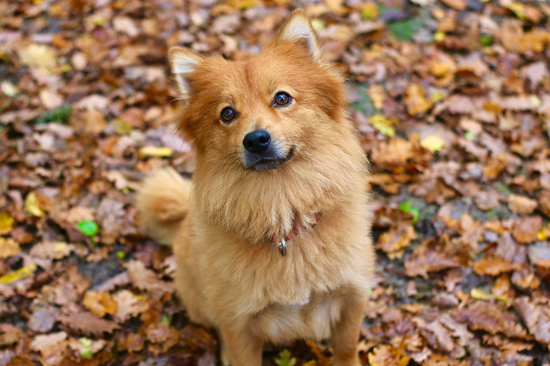 Snow participe au concours pour gagner de l'argent avec cette photo : canidae, carnivore, companion_dog, dog, dog_breed, eye, fawn, fur, german_spitz, german_spitz_klein, german_spitz_mittel, grass, liver, snout, spitz, sporting_group, terrestrial_animal, toy_dog, whiskers, working_animal