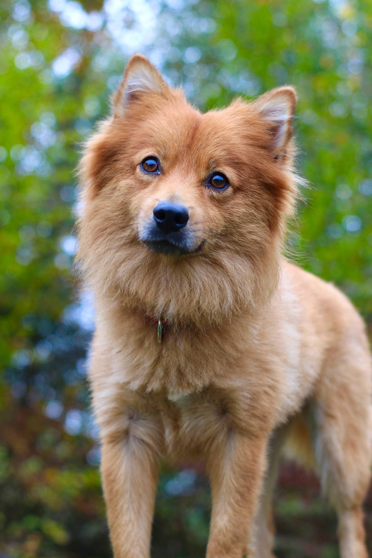 Snow participe au concours pour gagner de l'argent avec cette photo : canidae, carnivore, collar, companion_dog, dog, dog_breed, eye, fawn, fur, liver, non_sporting_group, snout, spitz, sporting_group, tail, terrestrial_animal, tree, whiskers, wildlife, working_animal