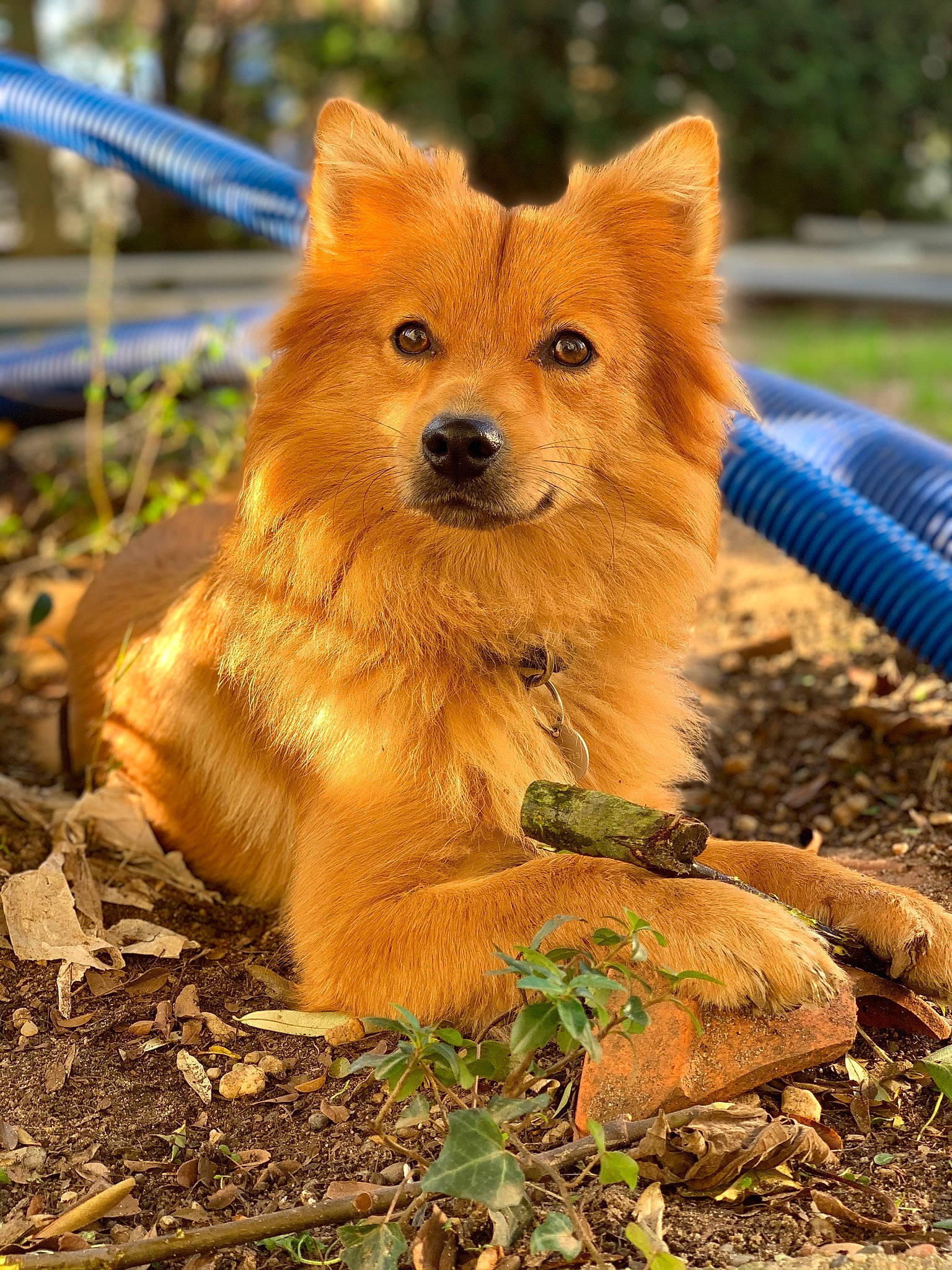 Snow participe au concours pour gagner de l'argent avec cette photo : ancient_dog_breeds, canidae, canis, carnivore, companion_dog, dog, dog_breed, fawn, fox, fur, german_spitz_mittel, snout, soil, spitz, sporting_group, tail, terrestrial_animal, whiskers, wildlife, working_animal