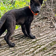 Oren is registered to the contest to win money with this photo: alert, animal, black_dog, canine, collar, curious, daylight, dog, ears, forest, fur, greenery, nature, outdoor, pet, puppy, standing, tree_trunk, wildlife, young_dog