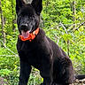 alert, animal, black_dog, canine, ears_up, forest, german_shepherd, greenery, happy, nature, orange_collar, outdoor, pet, playful, puppy, sitting, tongue_out, tree_trunk, woodland, young_dog