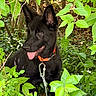 Oren is registered to the contest to win money with this photo: animal, black_dog, canine, closeup, collar, daylight, dog, ears, forest, fur, greenery, happy, leash, leaves, nature, outdoor, pet, plants, tongue_out, young_dog