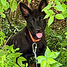 Oren joined the competition — help win amazing prizes! animal, black_dog, bush, canine, collar, cute, dog, ears, forest, greenery, happy, leash, leaves, nature, outdoor, pet, playful, portrait, tongue_out, young_dog
