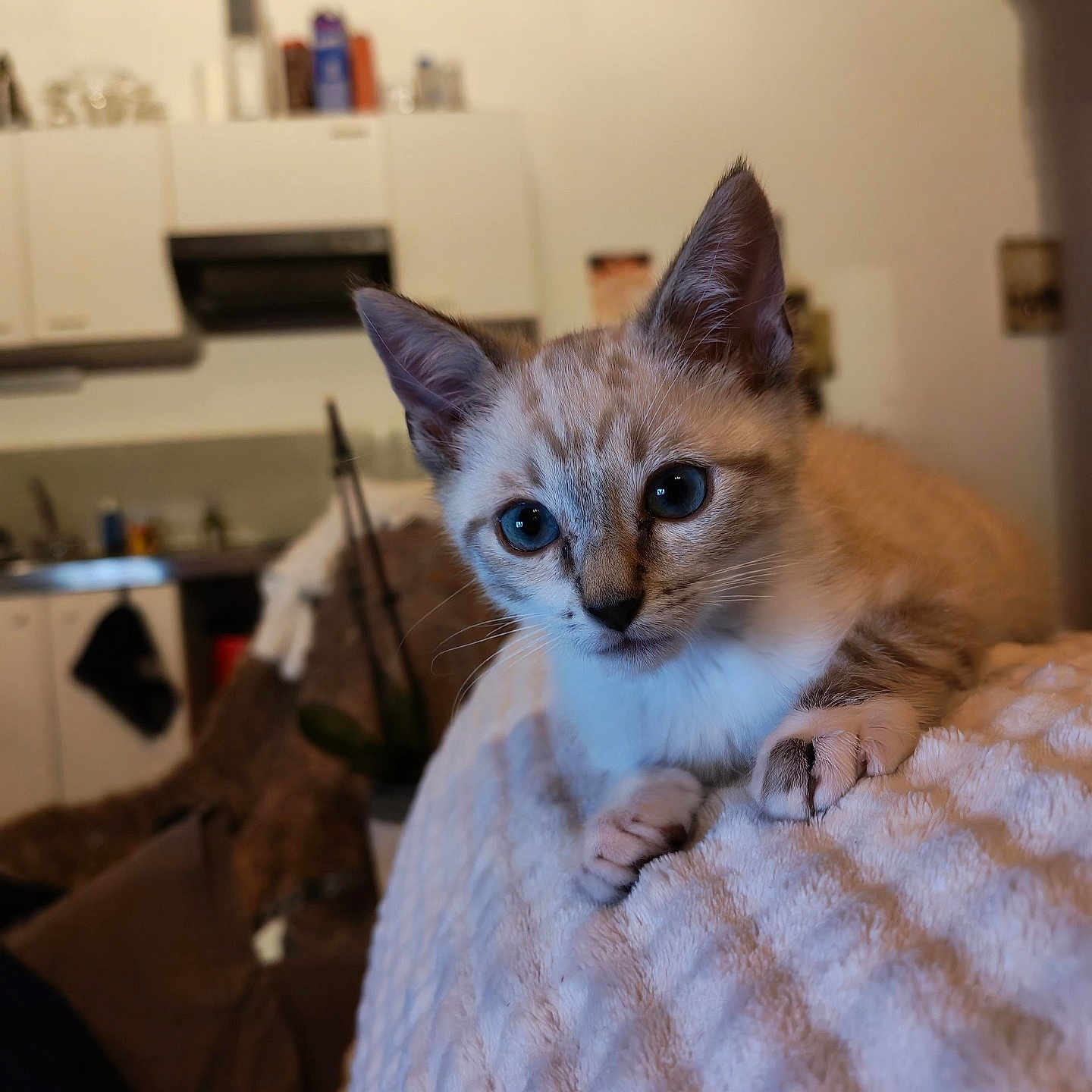 Arès participe au concours pour gagner de l'argent avec cette photo : animal, blanket, cat, closeup, cozy, curious, cute, ears, eyes, face, furniture, home, indoor, kitten, living_room, paws, pet, soft, texture, young