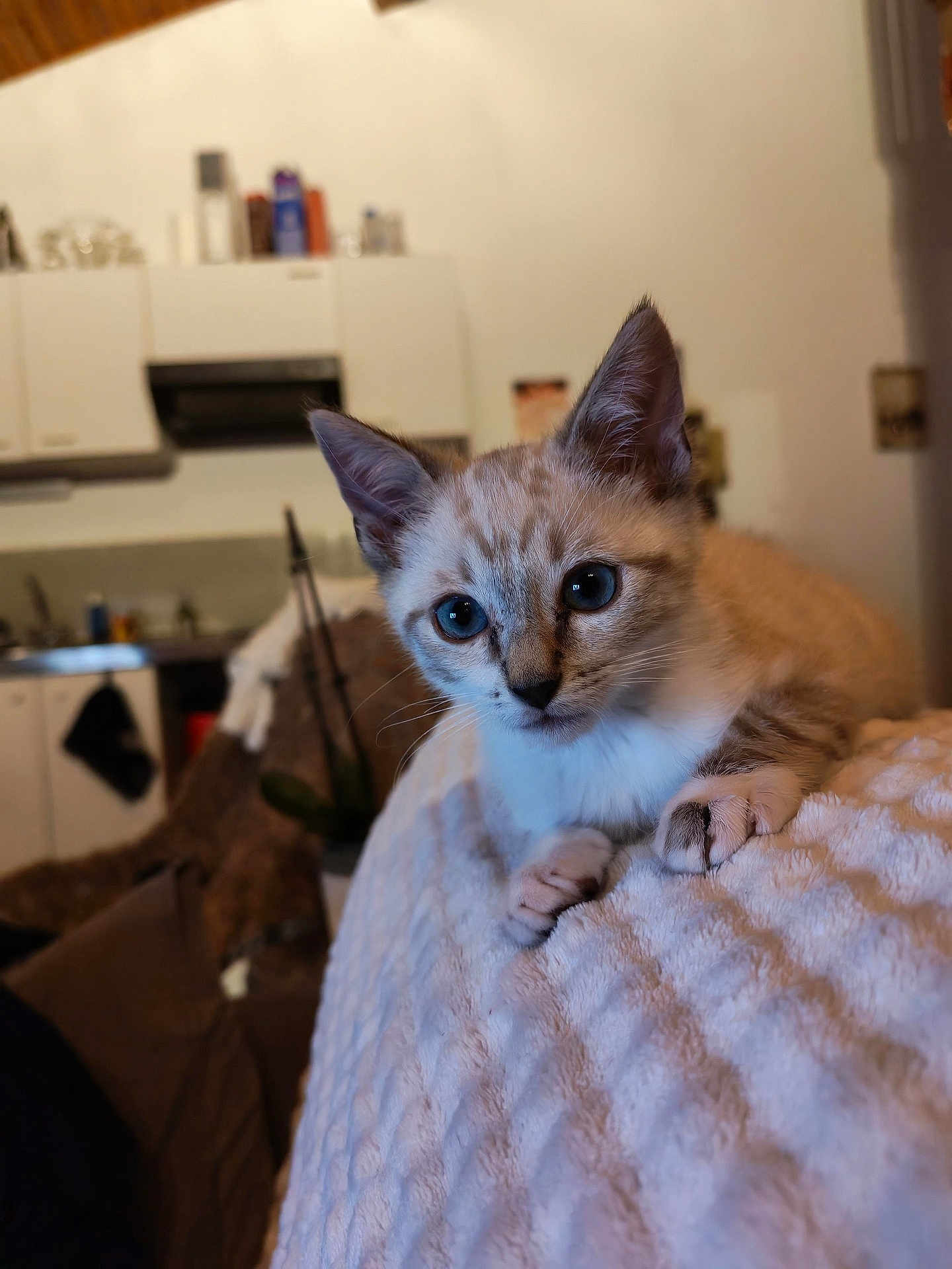 Arès participe au concours pour gagner de l'argent avec cette photo : kitten, cat, indoor, blanket, furniture, cozy, closeup, pet, animal, cute, young, soft, texture, face, ears, eyes, paws, home, living_room, curious