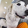 dog, white_dog, cap, indoor, couch, pet, closeup, animal, fur, face, canine, sitting, person, orange_pants, window, wall, patches, friendly, domestic_animal, companion