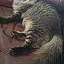 animal, cat, couch, cute, domestic, ears, feline, fur, furniture, home, indoor, leather, mammal, pet, relaxed, resting, sitting, tabby, tail, whiskers