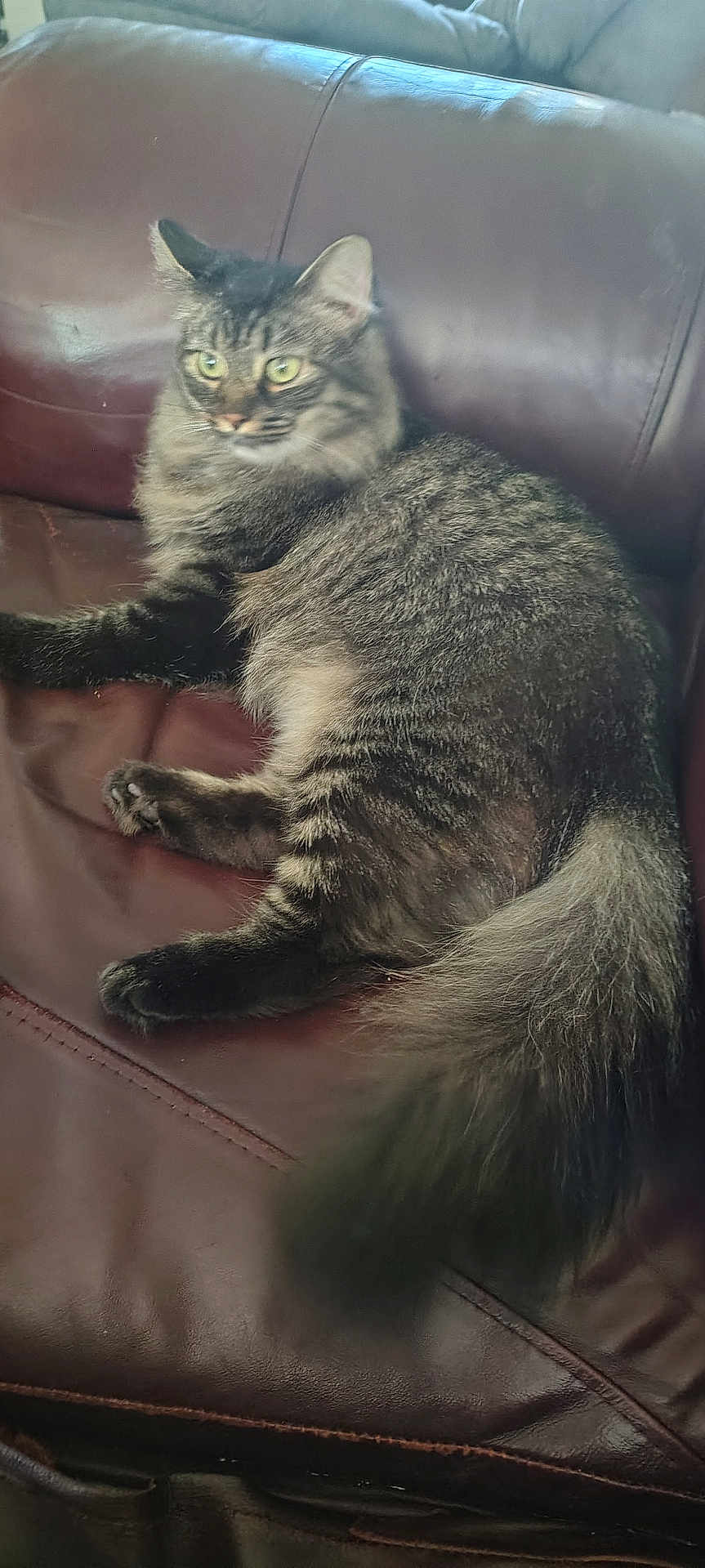 Simba