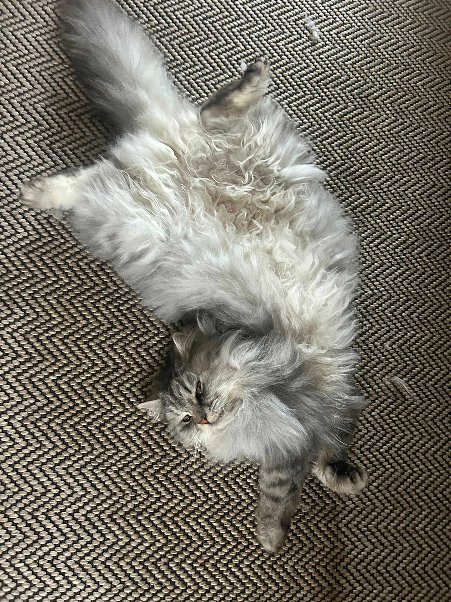 Stormy joined the competition — help win amazing prizes! cat, fluffy, gray, relaxed, carpet, indoor, pet, fur, cute, animal, laying_down, resting, cozy, whiskers, paws, feline, sleepy, domestic, texture, pattern