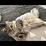 cat, fluffy, gray, white, pet, domestic_animal, lying_down, curious, indoor, carpet, blanket, fur, whiskers, tail, paw, cute, animal, resting, relaxed, soft