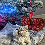 Stormy is registered to the contest to win money with this photo: cat, yawning, fluffy, gray_cat, blanket, christmas_tree, snowy_branches, presents, gift_wrap, ornament, red_ornament, decorations, indoor, holiday, cozy, carpet, feline, relaxed, festive, animal