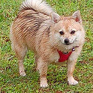 Lucy joined the competition — help win amazing prizes! alert, animal, bell, canine, companion, curled_tail, cute, daylight, dog, fur, grass, harness, leash, mammal, nature, outdoor, pet, red_harness, small_dog, standing