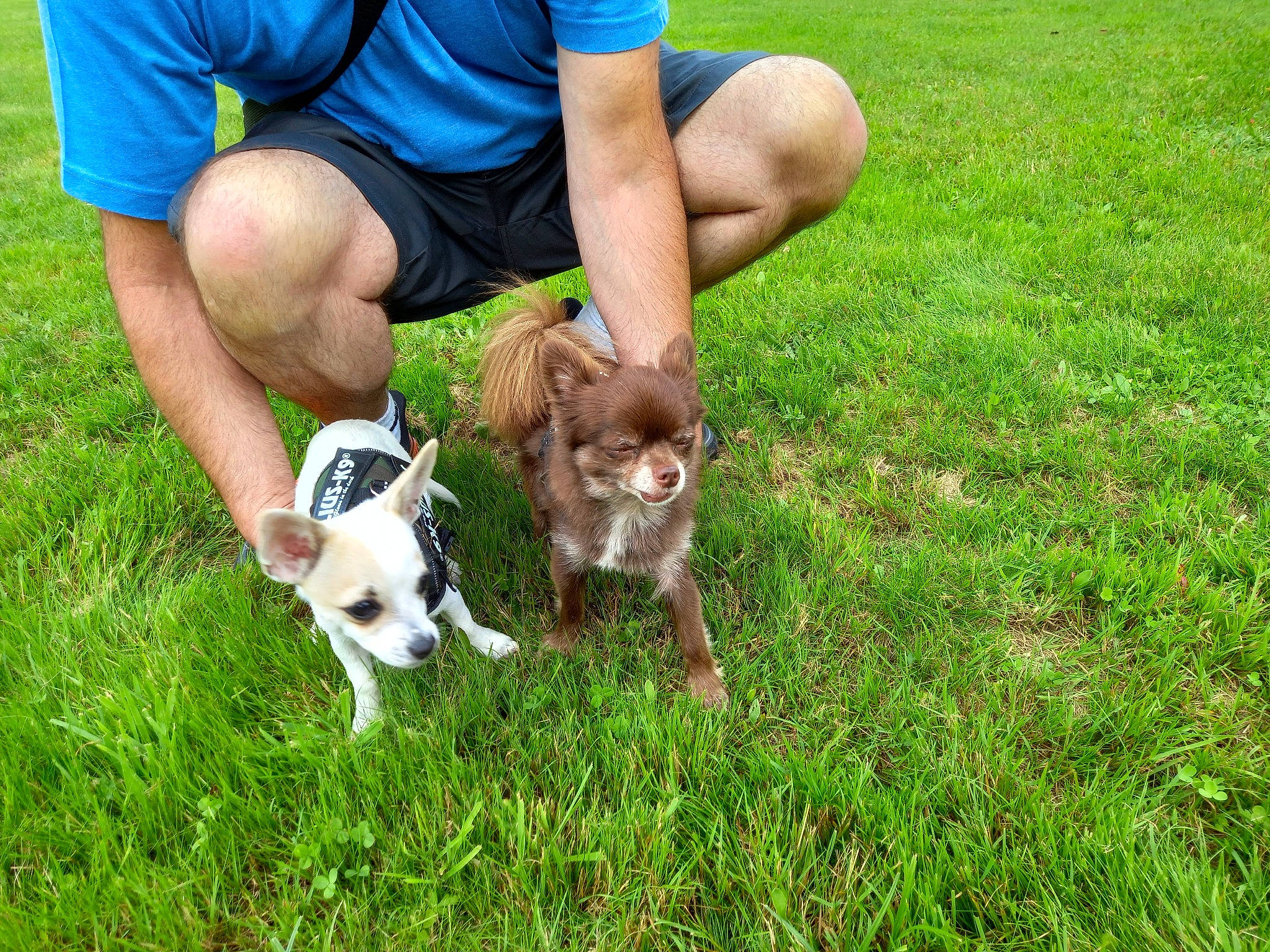 Saïko a rejoint le concours — aidez-le/la à gagner de superbes lots ! animal_training, companion_dog, dog_breed, felidae, foot, grass, grassland, human_leg, knee, lawn, leg, pasture, people_in_nature, sandal, shorts, small_to_medium_sized_cats, sock, soil, tail, walking