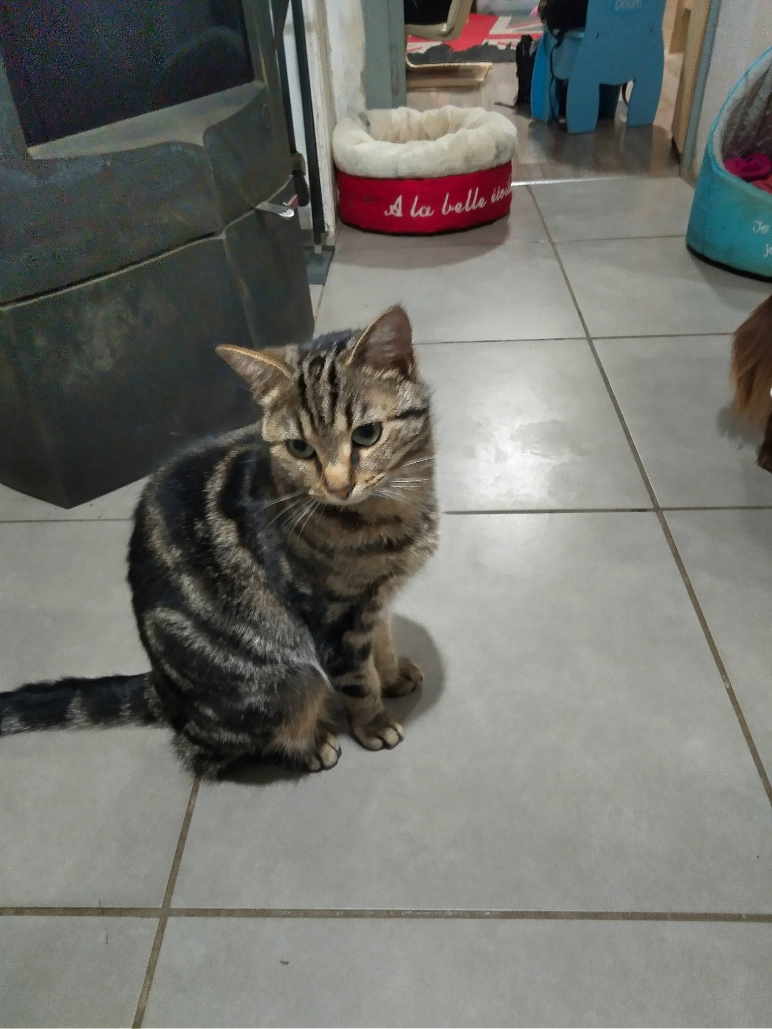 Milo participe au concours pour gagner de l'argent avec cette photo : american_shorthair, asian, bengal, california_spangled, carnivore, cat, domestic_short_haired_cat, dragon_li, egyptian_mau, european_shorthair, felidae, floor, flooring, kitten, mammal, small_to_medium_sized_cats, snapshot, snout, tabby_cat, whiskers