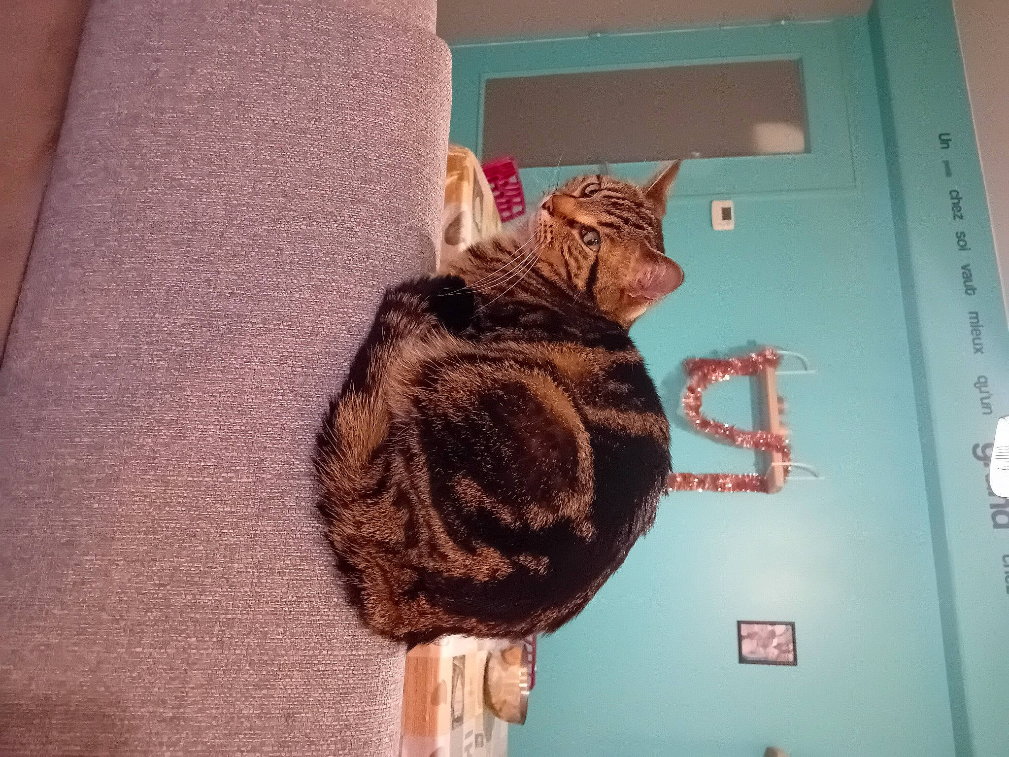 Milo a rejoint le concours — aidez-le/la à gagner de superbes lots ! art, bag, carnivore, cat, domestic_short_haired_cat, fashion_accessory, fawn, felidae, fur, pattern, sleeve, small_to_medium_sized_cats, stuffed_toy, tail, thread, tree, whiskers, wood, wool, woolen