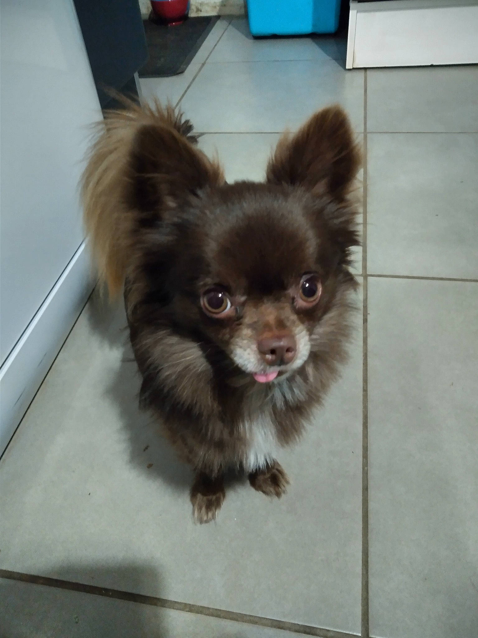 Moka a rejoint le concours — aidez-le/la à gagner de superbes lots ! canidae, carnivore, chihuahua, companion_dog, dog, dog_breed, ear, fawn, liver, mammal, pomeranian, puppy, snout, spitz, toy_dog, vertebrate