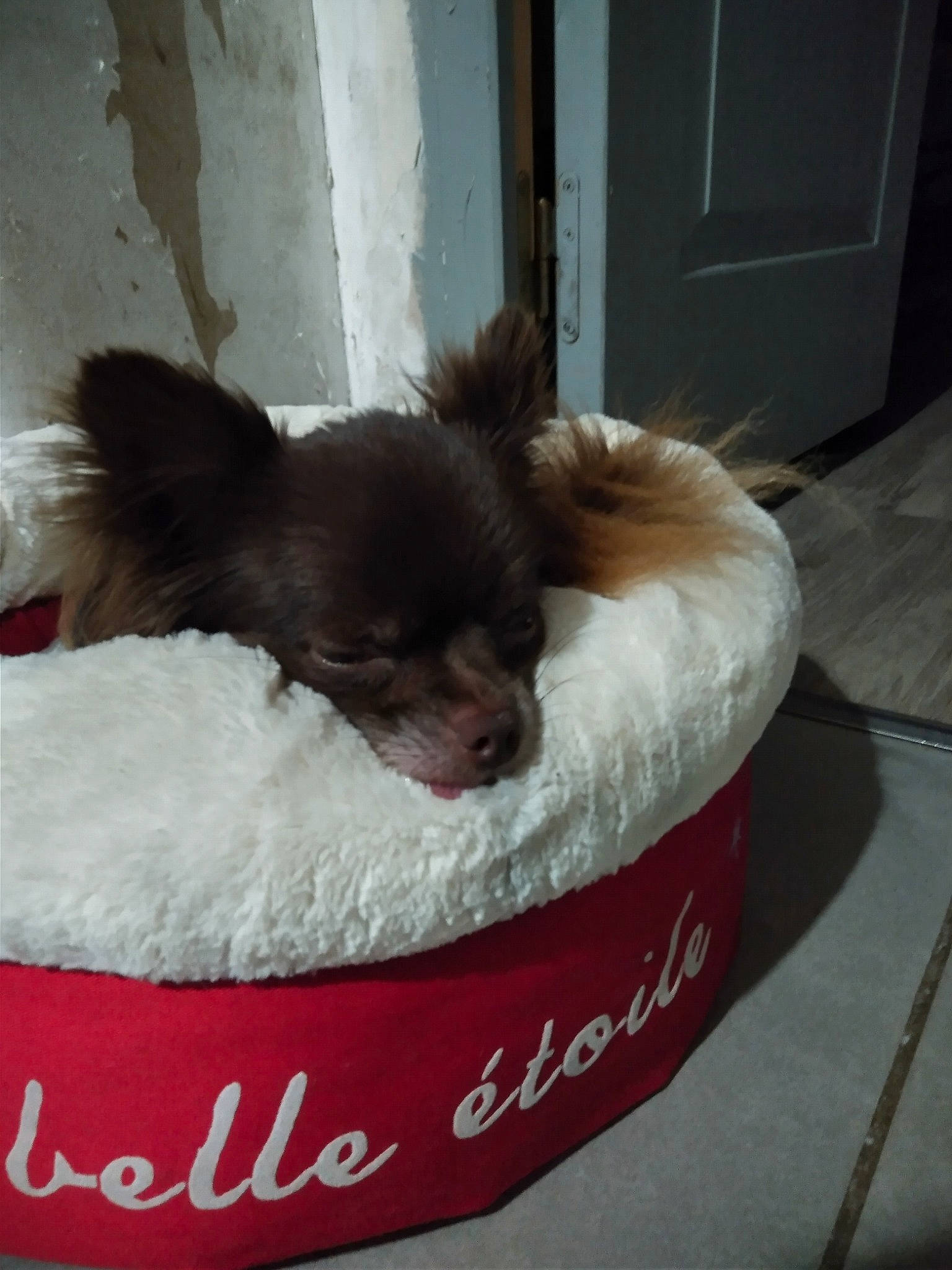 Moka a rejoint le concours — aidez-le/la à gagner de superbes lots ! canidae, carnivore, chihuahua, companion_dog, dog, dog_breed, fawn, liver, puppy, snout, sporting_group, toy_dog