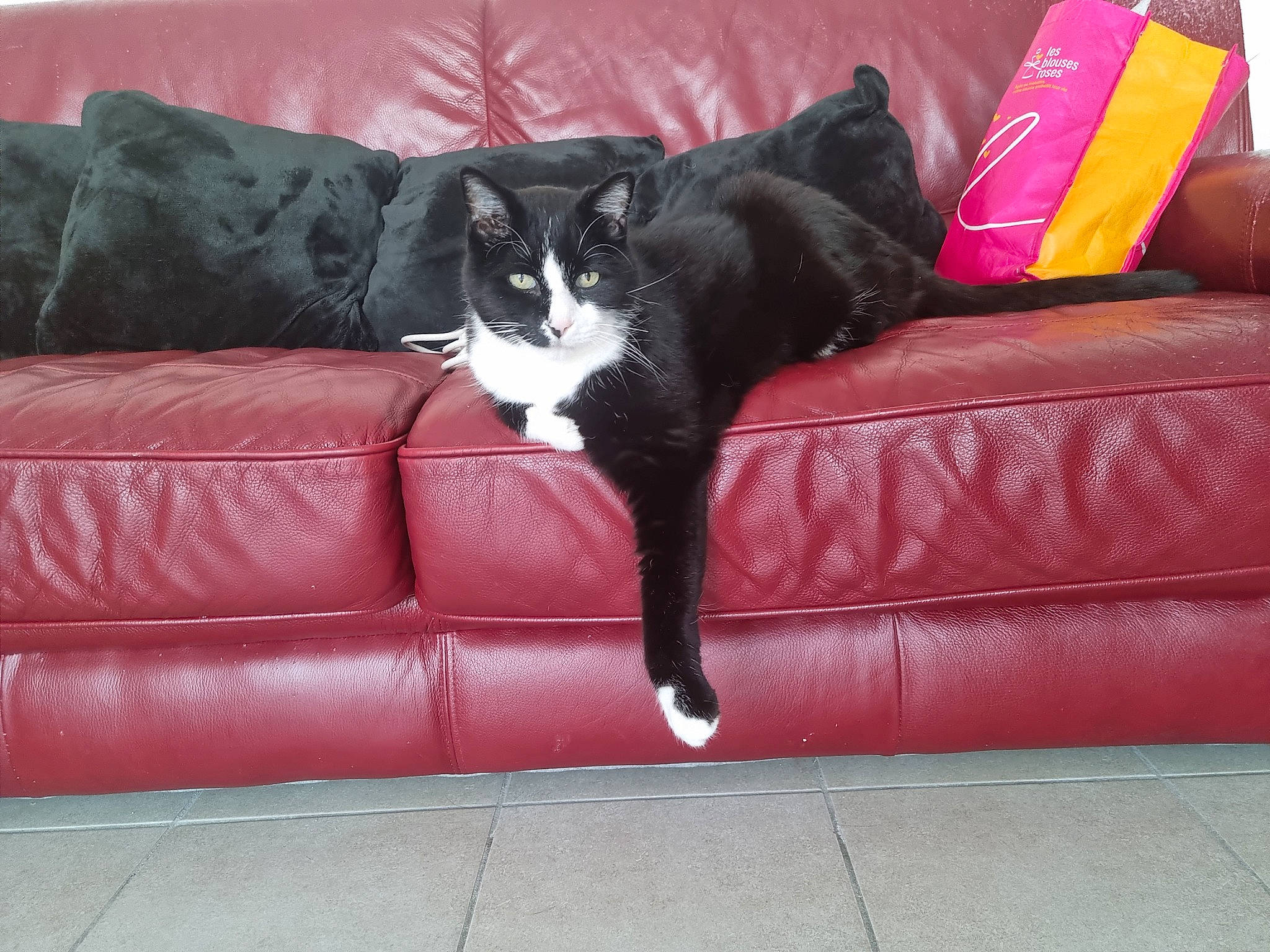 Calimero participe au concours pour gagner de l'argent avec cette photo : carnivore, cat, comfort, couch, felidae, flooring, fur, furniture, human_leg, interior_design, lighting, living_room, magenta, pillow, rectangle, room, small_to_medium_sized_cats, studio_couch, tail, whiskers