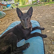 Athena participe au concours pour gagner de l'argent avec cette photo : dog, black_dog, pet, outdoor, garden, cushion, animal, canine, resting, sunlight, greenery, flowers, fence, bench, ear_up, curious, young_dog, relaxed, nature, dirt_ground