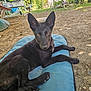 dog, black_dog, pet, outdoor, garden, cushion, animal, canine, resting, sunlight, greenery, flowers, fence, bench, ear_up, curious, young_dog, relaxed, nature, dirt_ground