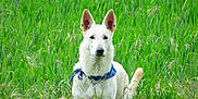 Ange participe au concours pour gagner de l'argent avec cette photo : alert, animal, bandana, canine, collar, dog, ears, field, fur, grass, greenery, meadow, nature, outdoor, pet, portrait, sitting, summer, watchful, white_dog