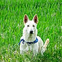 Ange participe au concours pour gagner de l'argent avec cette photo : dog, white_dog, bandana, grass, field, outdoor, nature, pet, animal, ears, collar, canine, sitting, greenery, fur, alert, meadow, summer, portrait, watchful