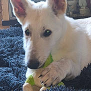 Ange participe au concours pour gagner de l'argent avec cette photo : dog, white_dog, stuffed_toy, toy, paw, fur, ear, indoor, rug, blue_rug, pet, animal, close_up, home, cozy, playful, lying_down, focus, household_items, background
