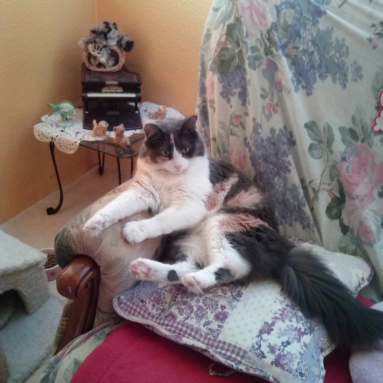 Patsie