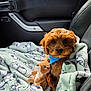 bandana, big_eyes, blanket, brown_fur, car_interior, cozy, cuddly, dog, leather_seat, passenger_seat, pet, plush_toy, portrait, puppy, soft_texture, stitching, stuffed_animal, toy, travel, window