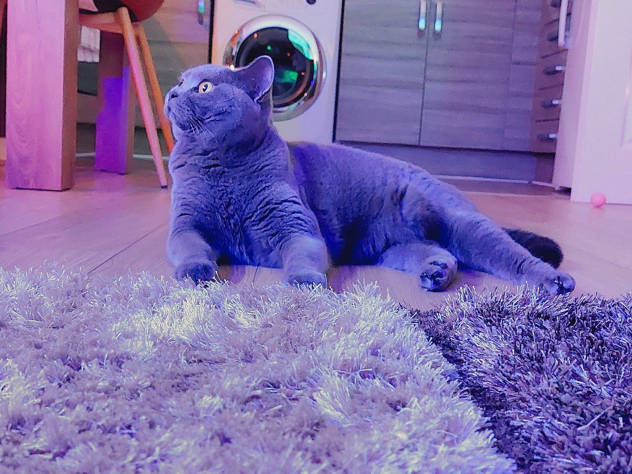 Queenie joined the competition — help win amazing prizes! big_cats, carnivore, dog_breed, electric_blue, fawn, felidae, flower, grass, groundcover, plant, polar_bear, purple, small_to_medium_sized_cats, snout, stuffed_toy, tail, terrestrial_animal, toy, violet, whiskers