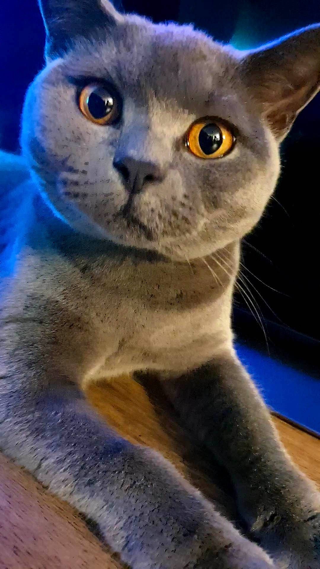 Queenie is registered to the contest to win money with this photo: carnivore, cat, close_up, curious, domestic_short_haired_cat, ear, electric_blue, felidae, fur, peterbald, photography, russian_blue, small_to_medium_sized_cats, snout, terrestrial_animal, whiskers