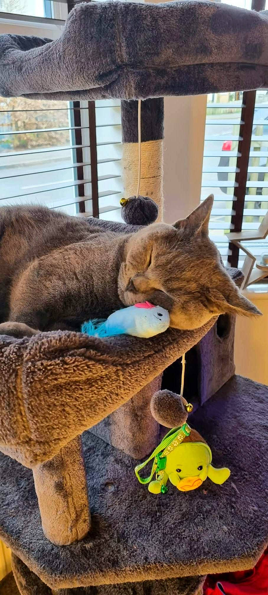 Queenie is registered to the contest to win money with this photo: carnivore, cat, cat_supply, claw, comfort, domestic_short_haired_cat, fawn, felidae, fur, nap, pet_supply, sleep, small_to_medium_sized_cats, stuffed_toy, tail, terrestrial_animal, toy, whiskers, window, wood