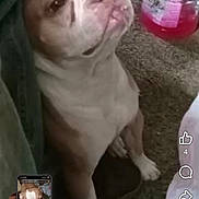 Aries joined the competition — help win amazing prizes! dog, carpet, water_jug, indoor, pet, sitting, phone_screen, social_media, text_overlay, blur, brown_and_white, animal, domestic, paw, face, canine, household, container, furniture, background