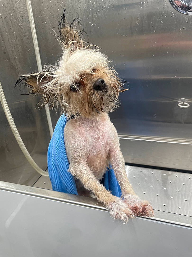 Gigi is registered to the contest to win money with this photo: automotive_exterior, automotive_lighting, automotive_window_part, car, carnivore, companion_dog, dog, dog_breed, fawn, hood, liver, motor_vehicle, small_terrier, sporting_group, terrier, toy_dog, vehicle, vehicle_door, window, windshield