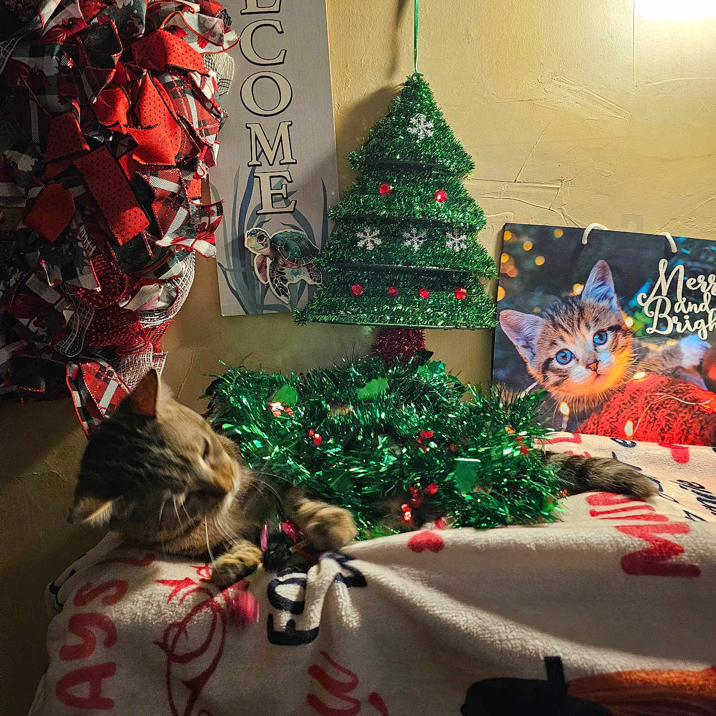 Nola joined the competition — help win amazing prizes! accessories, animal, architecture, building, cat, christmas, christmasdecorations, christmastree, couch, festival, fir, furniture, indoors, kitten, lighting, livingroom, pet, plant, room, tree