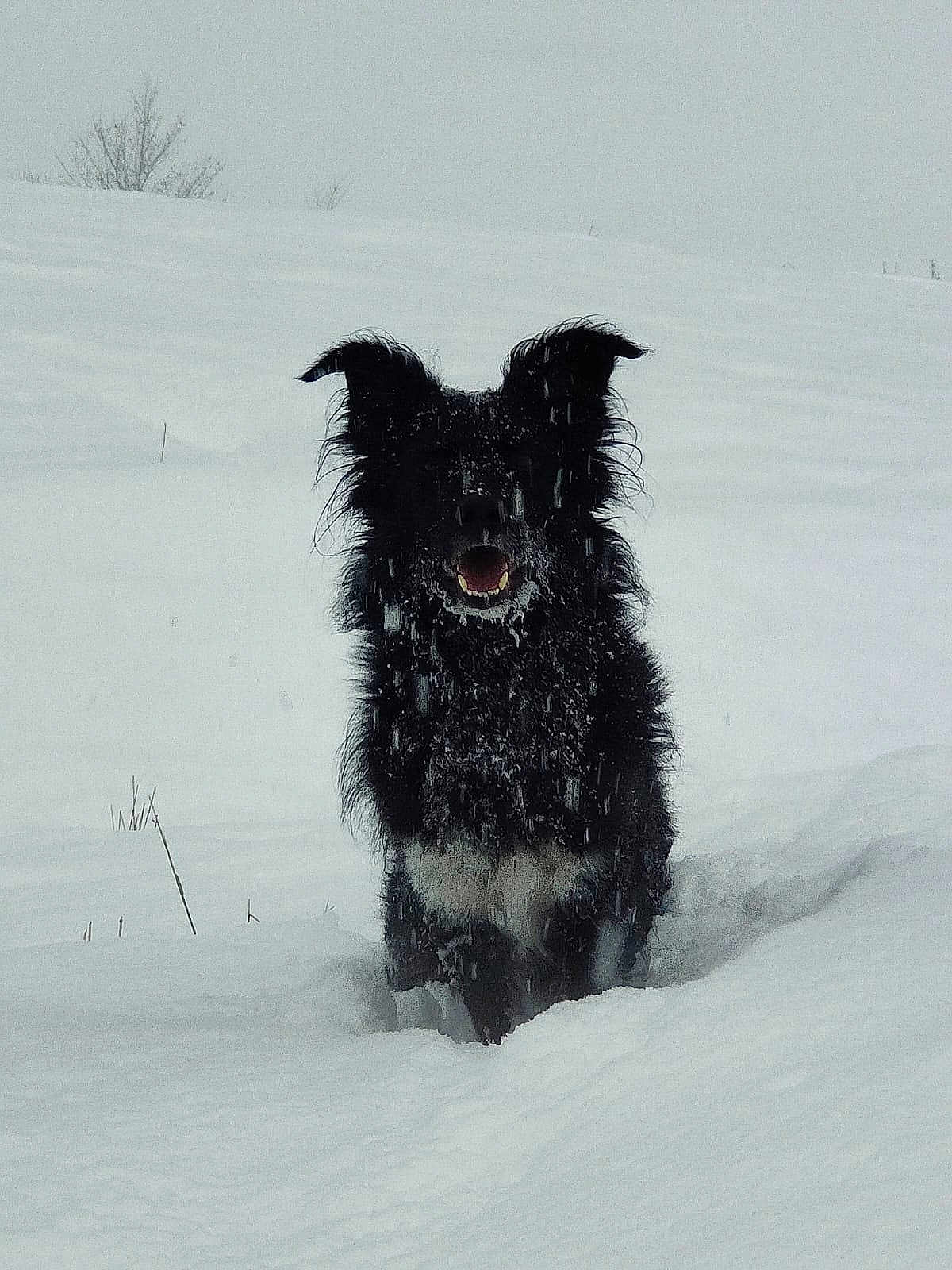 Mango participe au concours pour gagner de l'argent avec cette photo : dog, black_dog, snow, winter, outdoor, animal, fur, snowfall, nature, white_snow, playful, cold, pet, mammal, frozen, forest, winter_clothing, wildlife, canine, snowy_landscape