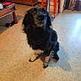 dog, black_dog, white_paws, indoor, floor, wooden_cabinet, orange_stool, furniture, pet, animal, curious, waiting, cozy_room, carpeted_floor, domestic, household, looking_up, canine, sitting, eyes