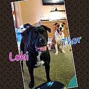 Thor is registered to the contest to win money with this photo: advertising, boston_terrier, carnivoran, dog, dog_breed, dog_like_mammal, mammal, photo_caption, product, snout, vertebrate