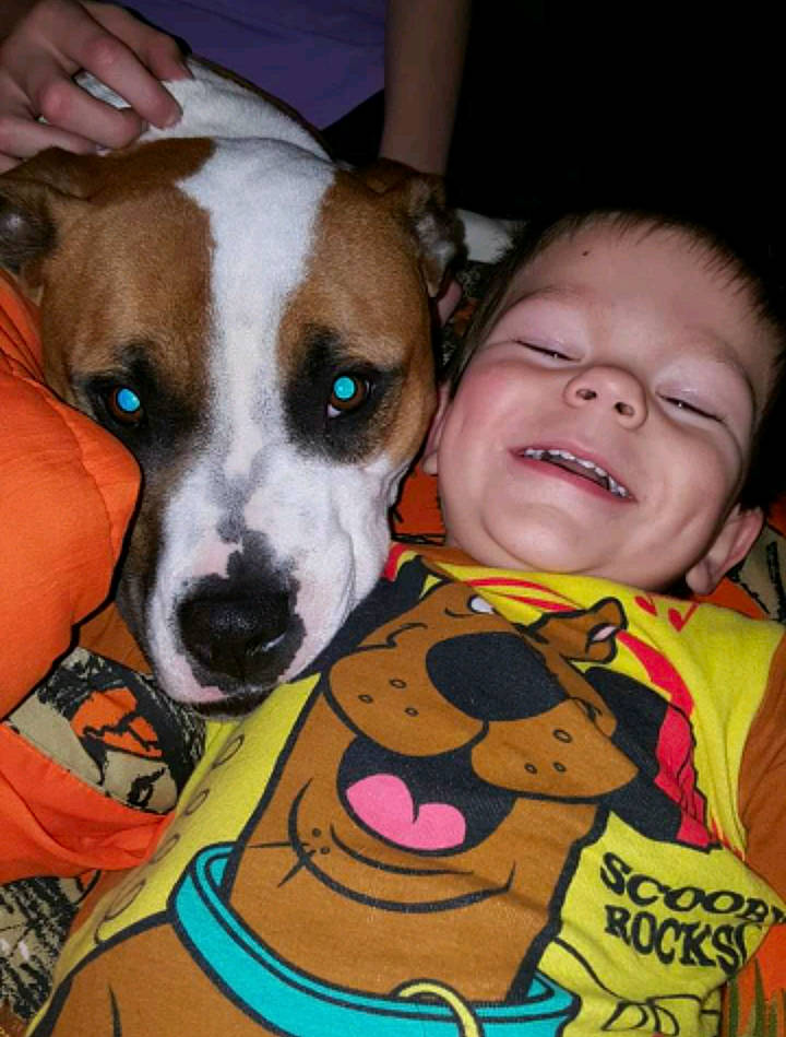 Thor joined the competition — help win amazing prizes! american_pit_bull_terrier, american_staffordshire_terrier, carnivoran, dog, dog_breed, dog_breed_group, dog_like_mammal, joy, person, pit_bull, puppy_love, snout