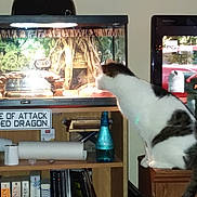 Bastian joined the competition — help win amazing prizes! cat, cat_like_mammal, furniture, small_to_medium_sized_cats