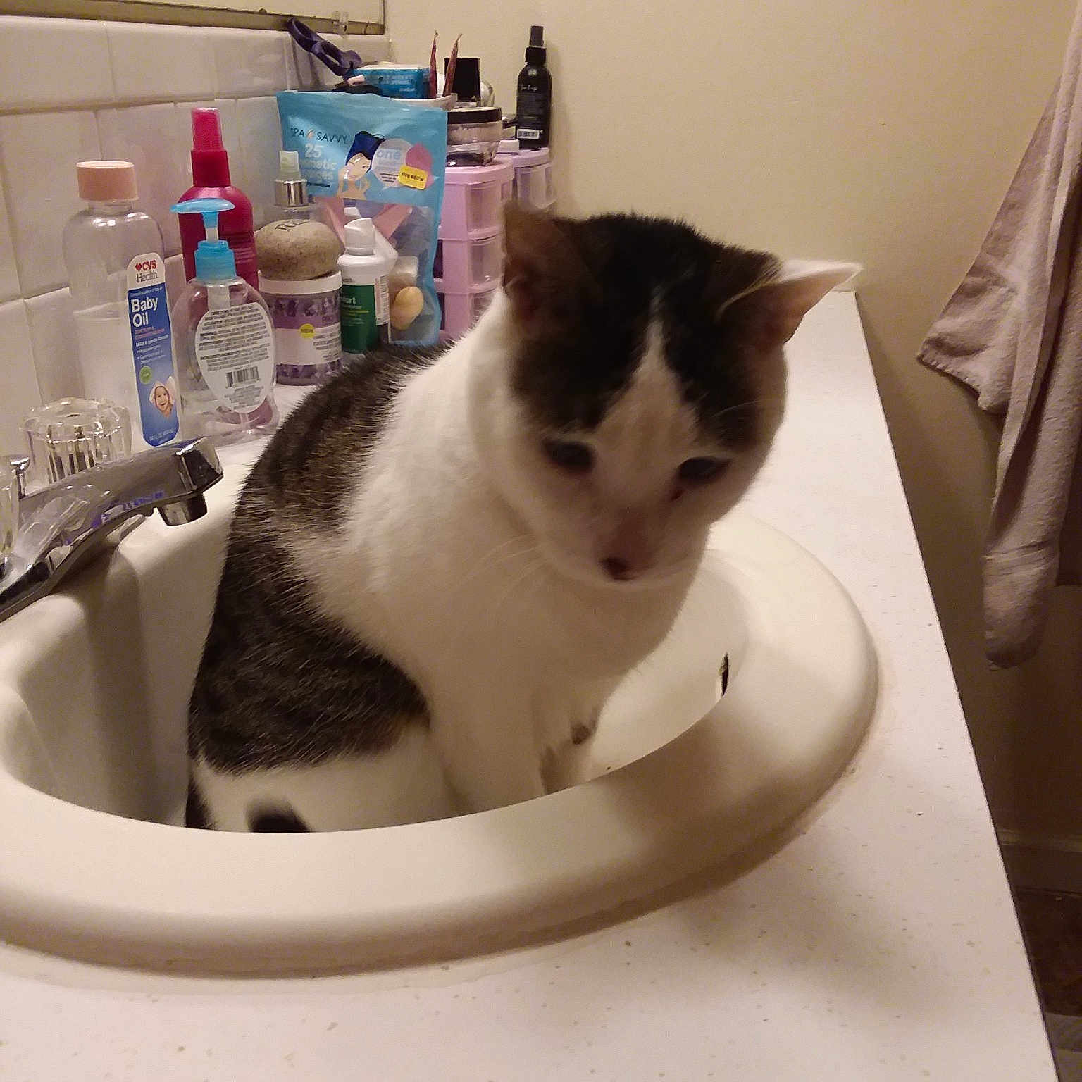 Bastian is registered to the contest to win money with this photo: aegean_cat, carnivoran, cat, cat_like_mammal, domestic_short_haired_cat, european_shorthair, kitten, small_to_medium_sized_cats, whiskers