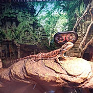 Blaze is registered to the contest to win money with this photo: organism, reptile, scaled_reptile