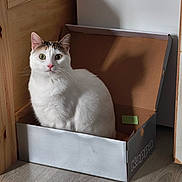 Twix participe au concours pour gagner de l'argent avec cette photo : cat, white_cat, green_eyes, cardboard_box, indoor, wooden_furniture, floor, shadow, curious, pet, animal, feline, sitting, box, home, cozy, fur, closeup, domestic_cat, attention