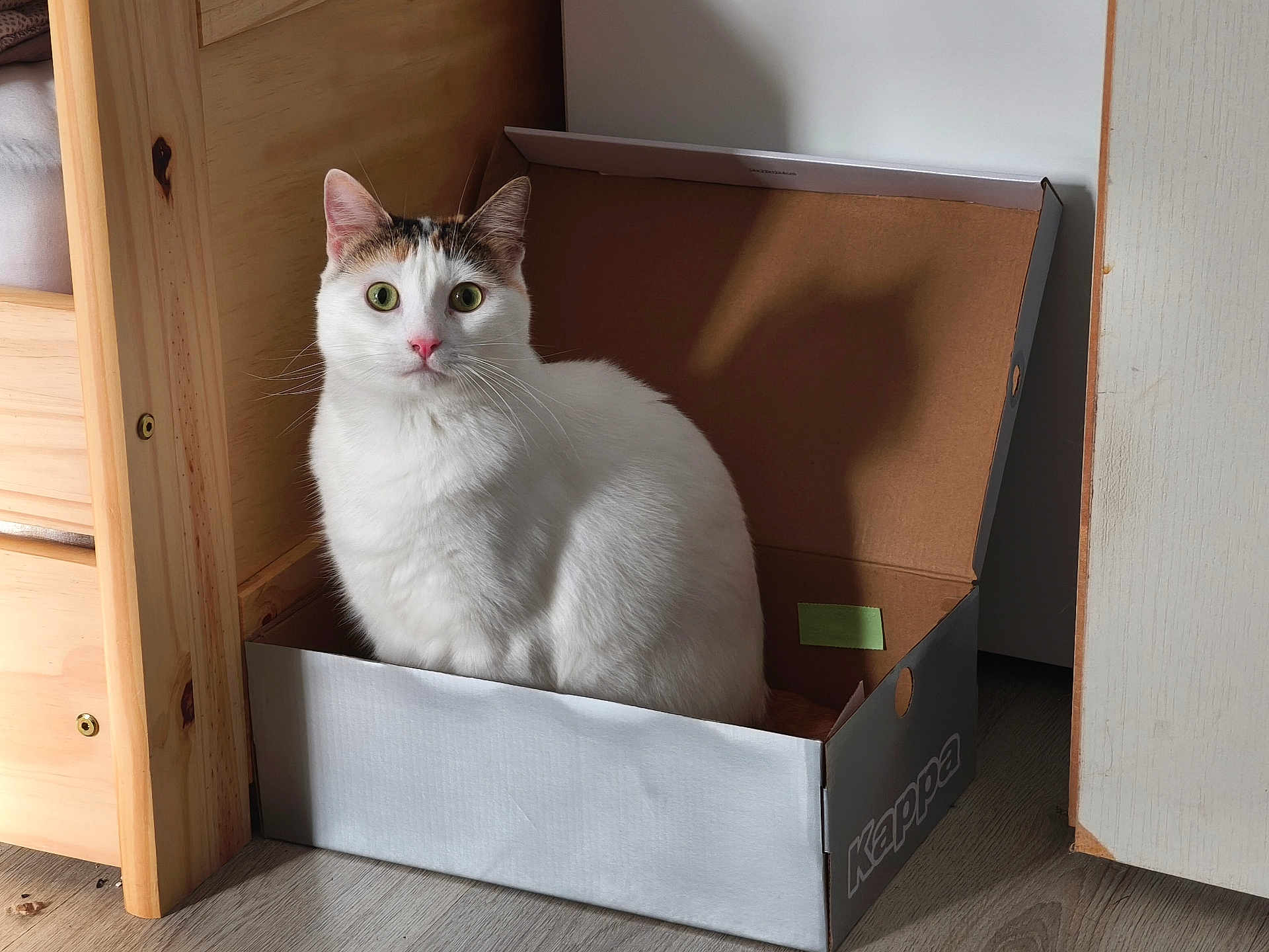 Twix participe au concours pour gagner de l'argent avec cette photo : cat, white_cat, green_eyes, cardboard_box, indoor, wooden_furniture, floor, shadow, curious, pet, animal, feline, sitting, box, home, cozy, fur, closeup, domestic_cat, attention