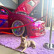 Princess Leia joined the competition — help win amazing prizes! dog, french_bulldog, car, custom_car, neon_lights, purple_rug, indoor, chain_collar, wheel, chrome_rim, open_hood, stanchions, red_rope, showroom, pet, resting, floor, reflection, vehicle, exhibition