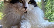 Edward is registered to the contest to win money with this photo: cat, fluffy, black_and_white, pet, indoor, cat_tree, window, natural_light, relaxed, animal, feline, whiskers, ears, paw, fur, house, greenery, daylight, closeup, portrait