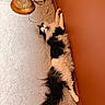 Edward joined the competition — help win amazing prizes! cat, black_and_white, fluffy, carpet, orange_wall, lamp, cords, indoor, stretching, yawning, pet, feline, cozy, relaxed, fur, home, corner, resting, animal, domestic