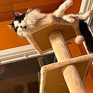 Edward joined the competition — help win amazing prizes! cat, cat_tree, feline, indoor, pet, fluffy, black_and_white, fur, perched, looking_down, orange_wall, wooden_ceiling, home_interior, animal, relaxed, playful, toy_ball, vertical, window, curiosity