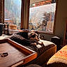 Edward joined the competition — help win amazing prizes! cat, indoor, cushion, ottoman, window, sunlight, autumn, fall_foliage, sleeping, pet, cozy, furniture, wooden_tray, basket, chair, home, relaxing, daylight, black_and_white, quiet
