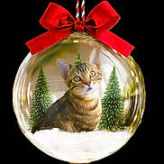 Winni a rejoint le concours — aidez-le/la à gagner de superbes lots ! cat, christmas_ornament, red_bow, pine_trees, snow, holiday, decoration, glass_ball, indoor, warm_lighting, fairy_lights, festive, cute, tabby_cat, closeup, animal, seasonal, decor, celebration, background_blur